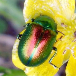 Chrysolina graminis Chrysolina graminis